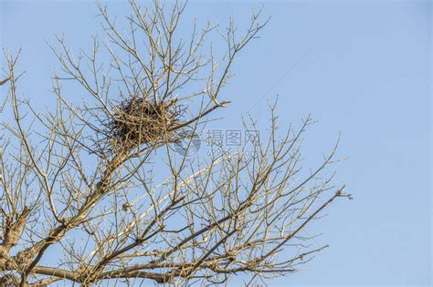 门口有鸟巢|门口树上有鸟巢风水吉利吗对家中有什么影响－易巨网